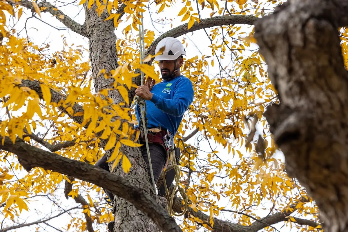 Skilled Tree Trimming crew working in Skokie