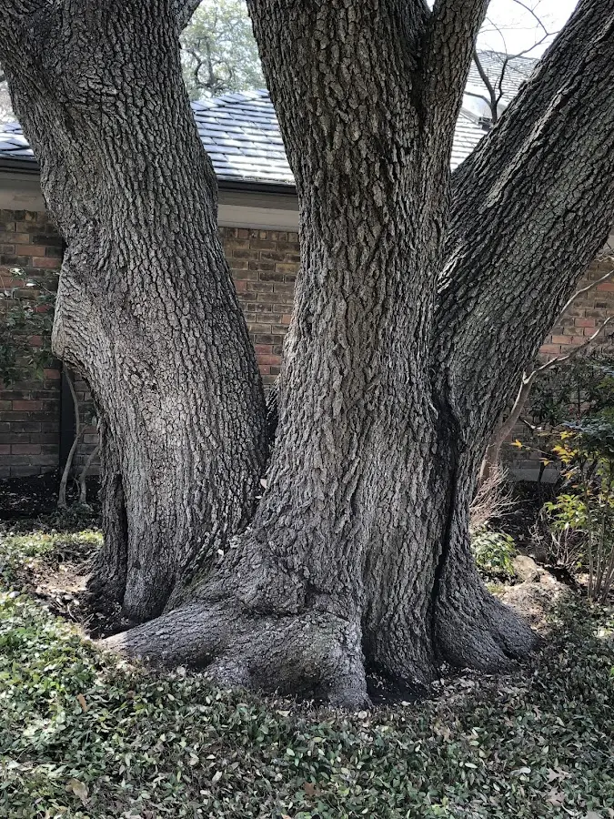 Mature heritage tree close to a Skokie property cared for by certified arborists